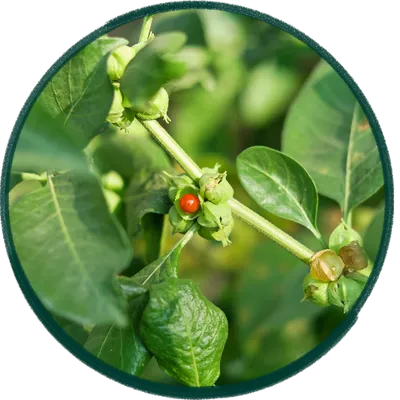 Ashwagandha KSM-66